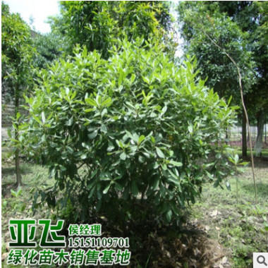 基地直銷批發海桐球 各種規格 球形優美 光球 量大優惠 市政綠化