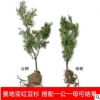 紅豆杉樹苗批發庭院盆栽曼地亞紅豆杉小苗造型盆景紅豆杉凈化空氣