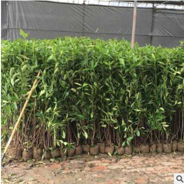 基地直銷 法國冬青 法青樹苗珊瑚樹庭院籬笆墻四季常青綠化小苗