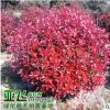 基地苗圃直銷大量批發紅葉石楠球 花灌木 規格多現貨石楠球苗木