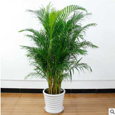 現貨綠植盆栽散尾葵大型綠植散尾葵仿真樹客廳室內盆景