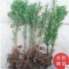 水杉樹苗工程苗木水杉樹苗木落羽杉紅杉樹苗室外生花盆景盆栽