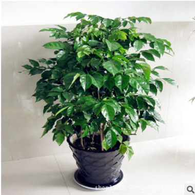 室內盆栽 幸福樹盆栽 凈化空氣 防輻射 量大價格優惠