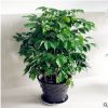 室內盆栽 幸福樹盆栽 凈化空氣 防輻射 量大價格優惠