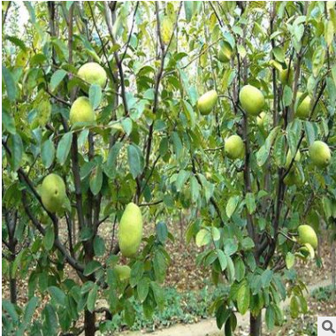 木瓜樹苗南方種四季當年結果大青紅肉木瓜苗水果新型矮甜木瓜苗