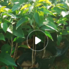 棚架墻體綠化紫花盆栽蒜香藤 園林攀援苗木批發