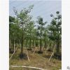 美麗異木棉18-20cm多花行道樹假植苗美人樹中山基地直接