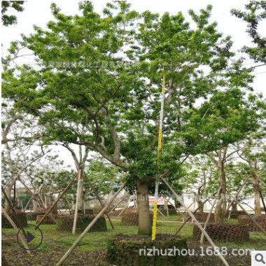 庭園觀果造型觀果常綠白銀樹 即叫紅果冬青又叫鐵冬青