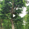 廠家直銷盆栽和順樹 批發多種規格大型常綠苗木鵝腎木