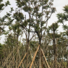 中山苗木基地供應 麻楝 各種規格袋苗