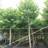 中山花木基地供應 宮粉紫荊 袋苗 市政苗木