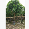 苗圃直銷蘋婆 大型易種植觀葉苗木富貴子