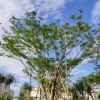 供應全冠鳳凰木 多花行道樹紅花楹 基地直銷金鳳花