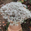 盆栽芙蓉菊 觀葉花卉銀葉菊