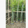 粉丹竹 庭院綠籬植物綠化工程竹子 粉單竹