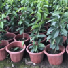 蒜香藤 藤本植物批發 開花爬藤 觀賞花卉