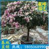 櫻花粉三角梅 三角梅盆栽 庭院景觀苗木批發