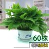 綠蘿盆栽 室內外可水培盆栽吸甲醛凈化空氣花卉綠植盆栽栽