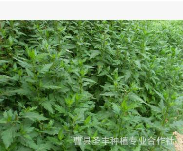 耐寒、耐熱、適應性強，嫩莖葉清香可口的菊花腦種子