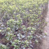 大量供應(yīng) 杜鵑球 春鵑 夏鵑 毛鵑 綠籬花卉 公園庭院綠化苗木廠家