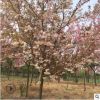普賢象櫻花樹規格齊全山東普賢象櫻花小苗基地