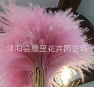 干花蘆葦蒲葦花粉色彩色咖啡店擺件蘆明星葦婚禮婚慶裝飾干花蘆葦
