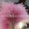 干花蘆葦蒲葦花粉色彩色咖啡店擺件蘆明星葦婚禮婚慶裝飾干花蘆葦