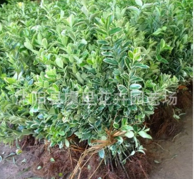 基地直銷金邊黃楊苗金邊冬青苗 冬青苗庭院四季常青樹苗籬笆植物