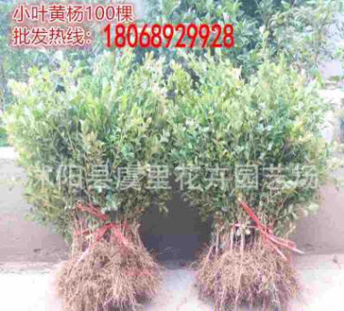 基地直銷瓜子黃楊綠籬樹苗小葉冬青苗千年矮黃楊小苗綠化苗木批發