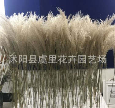 天然植物干花蘆葦拂塵花創意家居咖啡館婚禮軟裝擺件拍攝道具插花