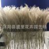 天然植物干花蘆葦拂塵花創(chuàng)意家居咖啡館婚禮軟裝擺件拍攝道具插花