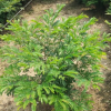 孤植叢植皆朱纓花 觀賞花卉紅絨球