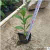 狗牙花 觀花灌木