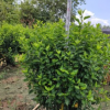 朱槿高100-120cm灌縱球形大紅花袋苗中山基地批發