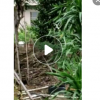 龍血樹高150-200cm龍鐵樁頭花卉盆景租擺室內大型綠植盆栽龍須樹
