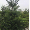 小喬木水石榕高2.5-3米海南杜英中山苗木基地直銷