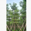 木棉25-30cm假植苗風景樹攀枝花英雄樹中山基地批發