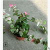 觀果花卉嘉寶果 庭院植物樹葡萄