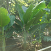 孤植叢植列植均可旅人蕉 造景觀賞扇芭蕉