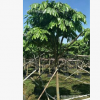 無憂樹　火焰花　四季常綠　多花　庭園風景樹　樓盤苗木　報價