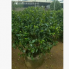 含笑球　花香　氣味濃　植物　報價　園林工程　庭院造景　盆栽