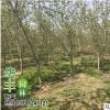 基地直銷海棠樹(shù) 北美 西府 垂絲海棠 規(guī)格全 綠化花卉苗木 舉報(bào)