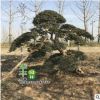 大量批發(fā)高檔園林綠化苗木 小葉女貞造型樹(shù) 庭院美化規(guī)格齊全