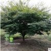 基地批發(fā)雞爪槭 綠化工程 雞爪槭銷售行道樹(shù) 青楓品種齊全