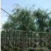 串錢柳　紅千層　多花　苗木報價　植物　園林設計　綠化工程