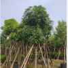 扁桃15-16cm假植苗行道樹中山基地直銷
