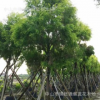 黃金香柳　千層金　彩葉　植物　樓盤苗木　庭園　黃葉　報價
