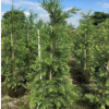 大型綠植多花紅千層高度160-200cm綠籬灌縱垂枝紅千層工程苗