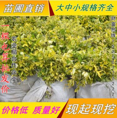 綠化苗金森女貞小苗量大優(yōu)惠金葉女貞女貞苗