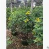 苗圃直銷盆栽雙莢槐 一年多次開花易種植觀花灌木
